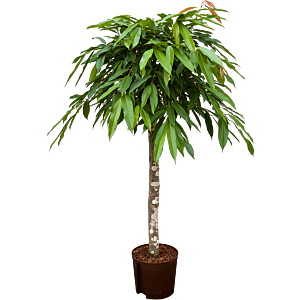 Ficus binnendijkii 'Amstel King'