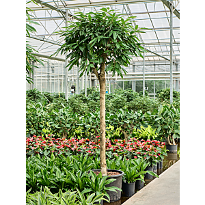 Ficus binnendijkii 'Amstel King'