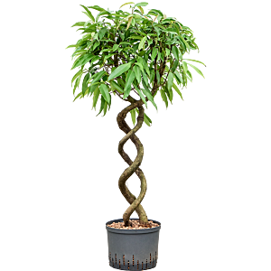 Ficus binnendijkii 'Amstel King'