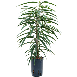 Ficus binnendijkii 'Alii'