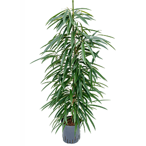 Ficus binnendijkii 'Alii'