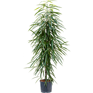 Ficus binnendijkii 'Alii'