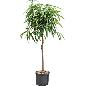 Ficus binnendijkii 'Alii'