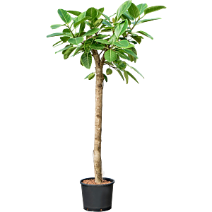 Ficus altissima