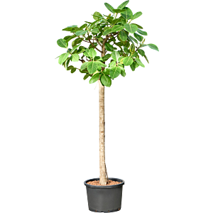Ficus altissima