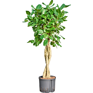 Ficus benghalensis 'Audrey'
