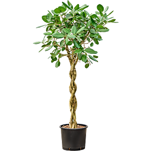 Ficus benghalensis 'Audrey'