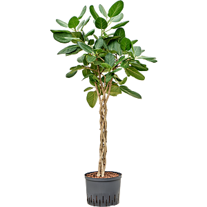 Ficus benghalensis 'Audrey'