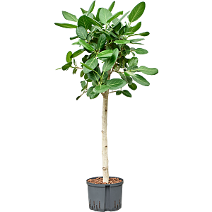 Ficus benghalensis 'Audrey'