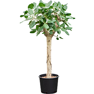 Ficus benghalensis 'Audrey'