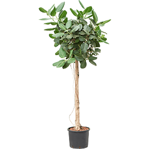 Ficus benghalensis 'Audrey'