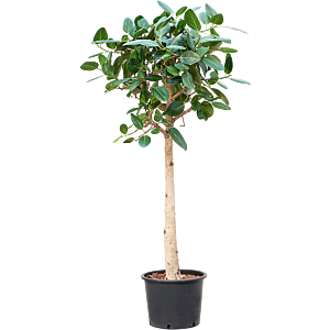 Ficus benghalensis 'Audrey'