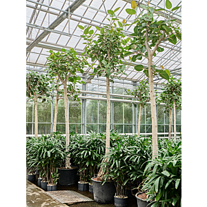 Ficus benghalensis 'Audrey'