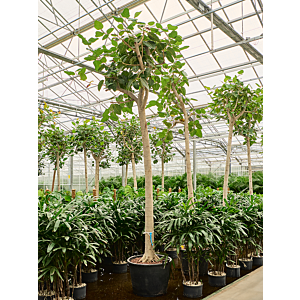 Ficus benghalensis 'Audrey'