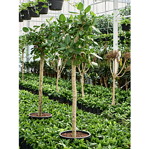 Ficus benghalensis 'Audrey'