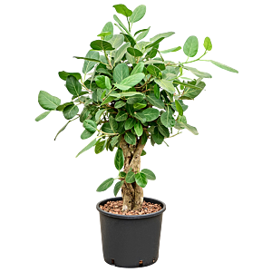 Ficus benghalensis 'Audrey'