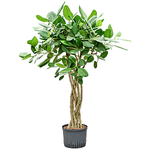 Ficus benghalensis 'Audrey'