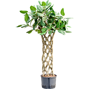 Ficus benghalensis 'Audrey'