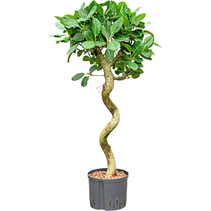 Ficus benghalensis 'Audrey'