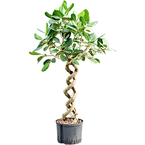 Ficus benghalensis 'Audrey'