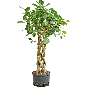 Ficus benghalensis 'Audrey'