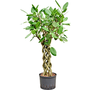 Ficus benghalensis 'Audrey'
