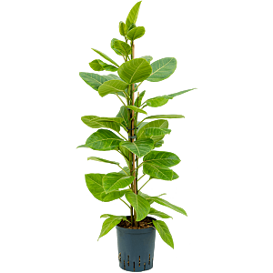 Ficus altissima 'Yellow Gem'