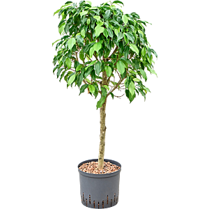 Ficus benjamina 'Columnar'