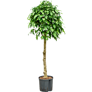 Ficus benjamina 'Columnar'