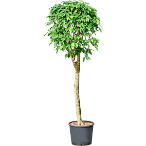 Ficus benjamina 'Columnar'