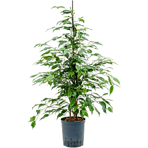 Ficus benjamina 'Danita'
