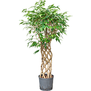 Ficus benjamina 'Exotica'