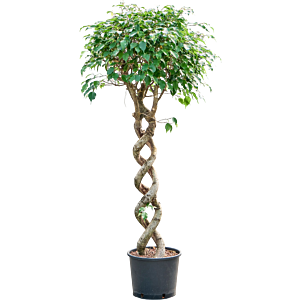 Ficus benjamina 'Exotica'