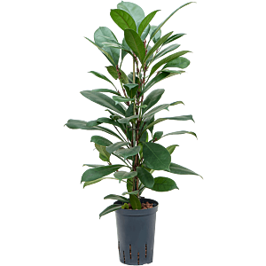 Ficus cyathistipula