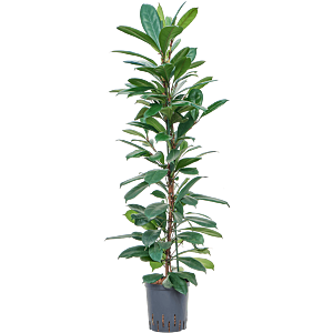 Ficus cyathistipula