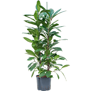 Ficus cyathistipula