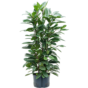 Ficus cyathistipula