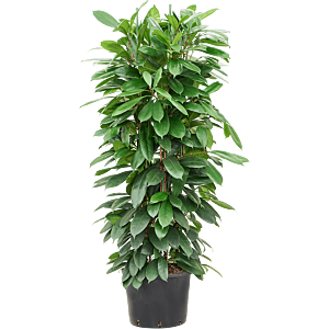 Ficus cyathistipula