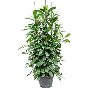 Ficus cyathistipula