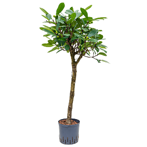 Ficus cyathistipula