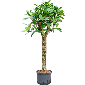 Ficus cyathistipula