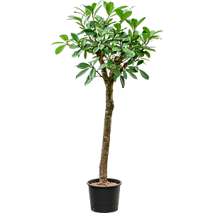 Ficus cyathistipula