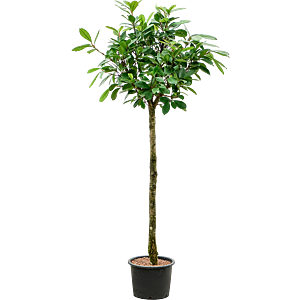 Ficus cyathistipula