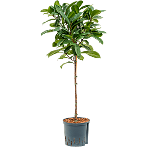 Ficus cyathistipula