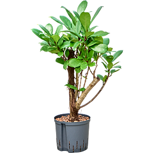 Ficus cyathistipula