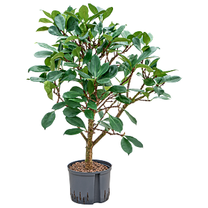 Ficus cyathistipula