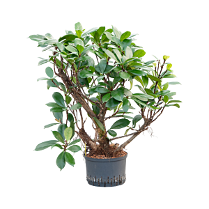 Ficus cyathistipula