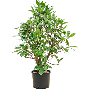 Ficus cyathistipula