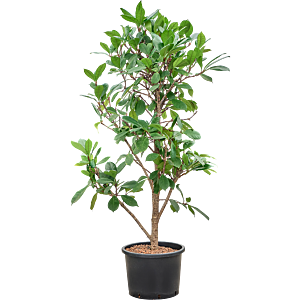 Ficus cyathistipula