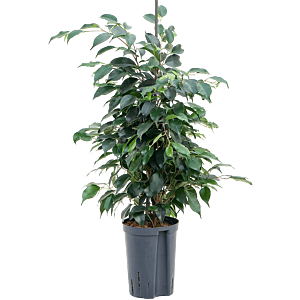 Ficus benjamina 'Danielle'
